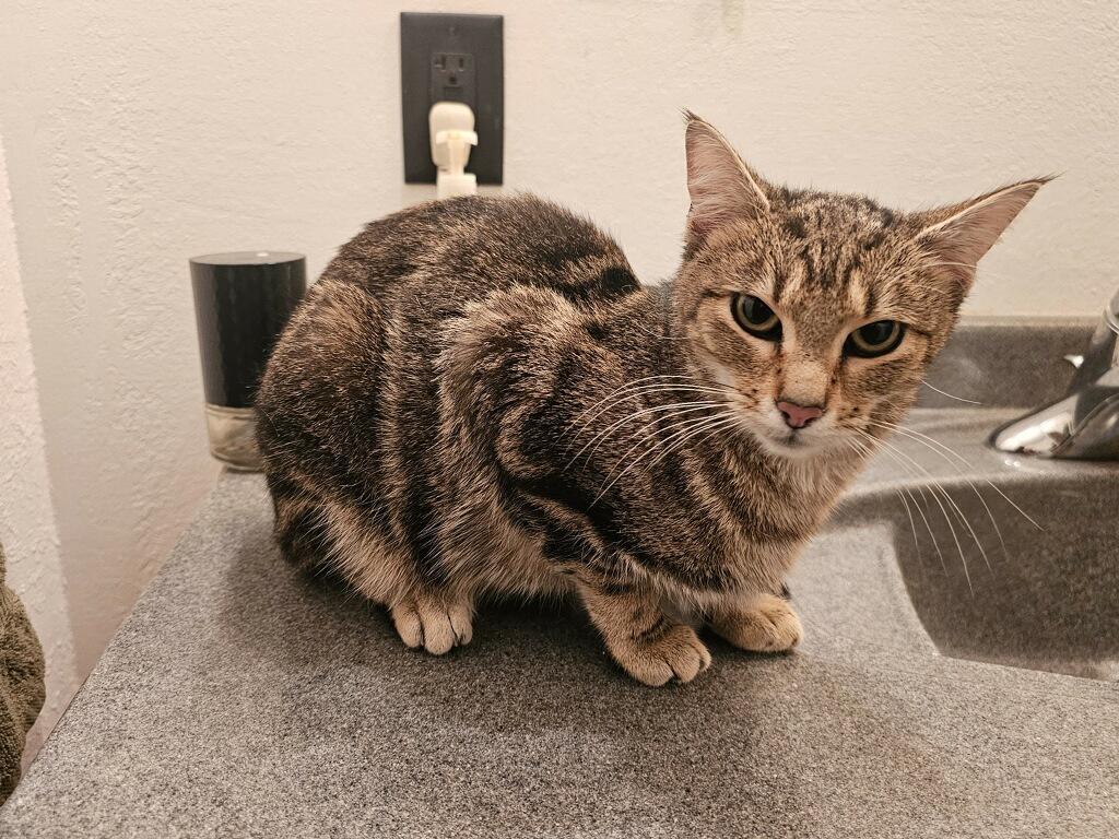 Isabella, Adoptable, Adult Female Domestic Short Hair.