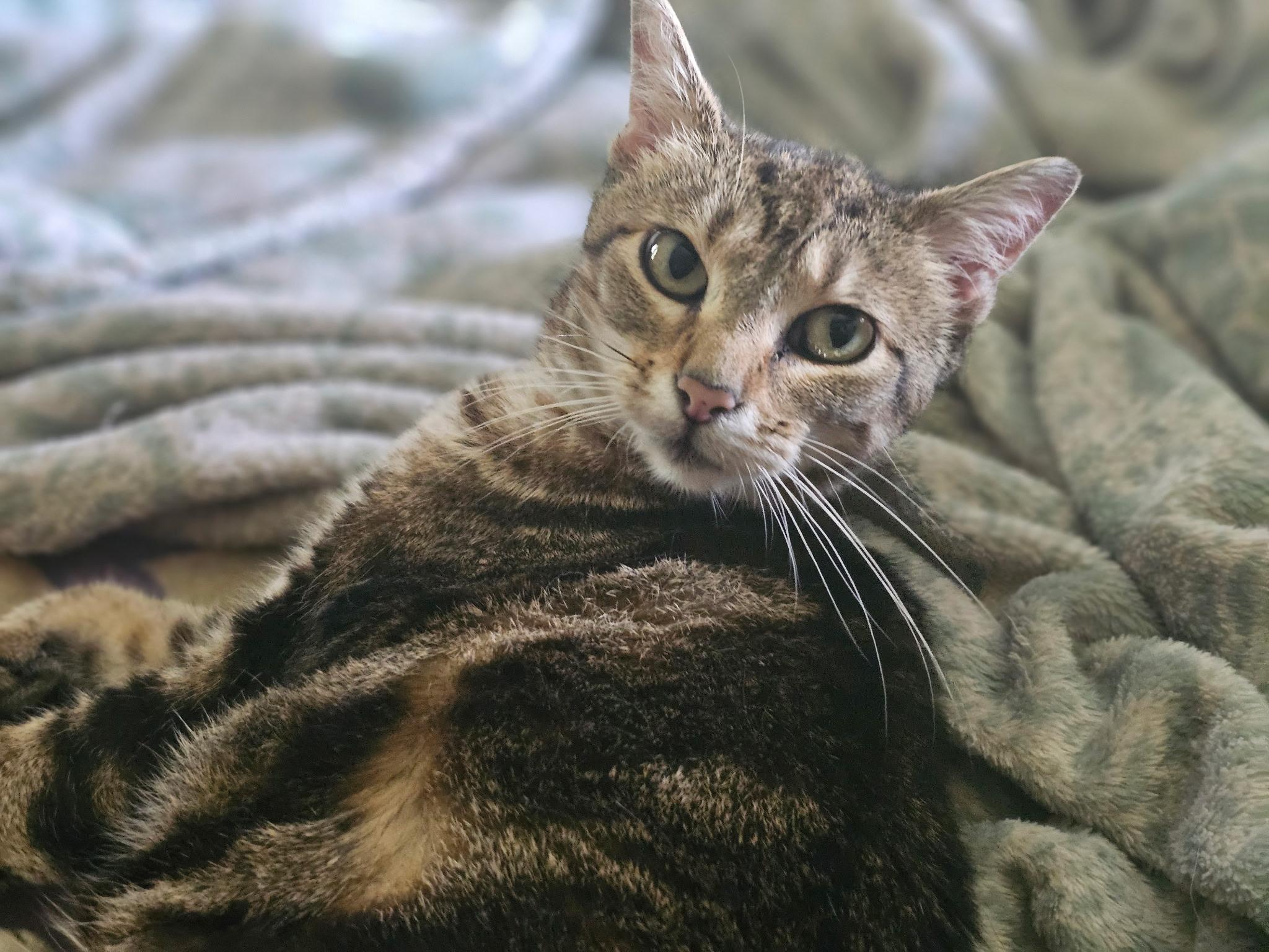 Isabelle, adoptable, Adult Female Domestic Short Hair.