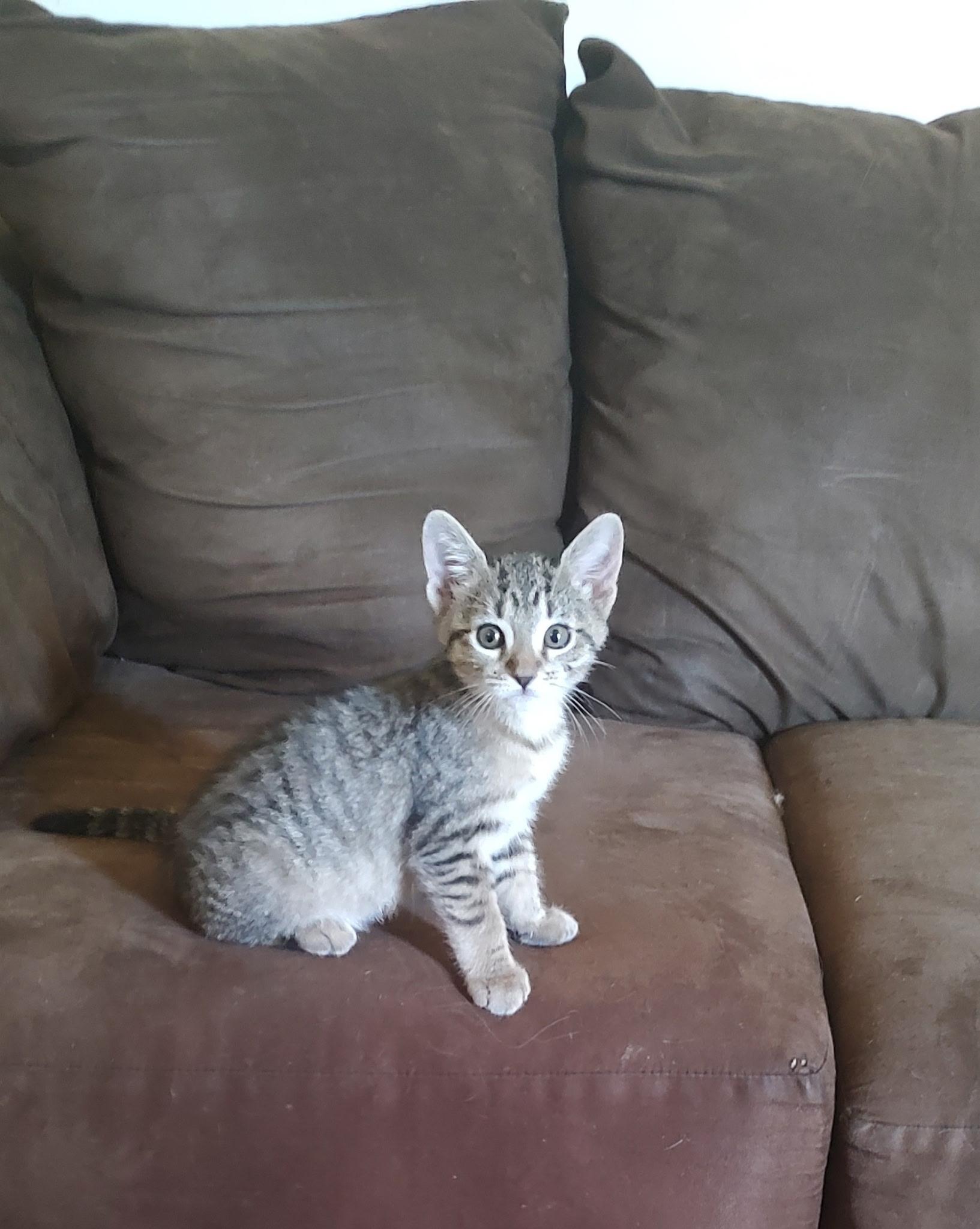 Hope, adopted, Kitten Female Domestic Short Hair.