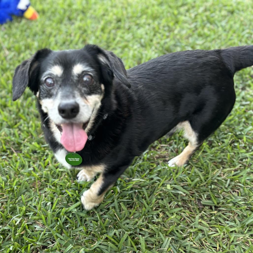 Duke Doxie thumbnail 5