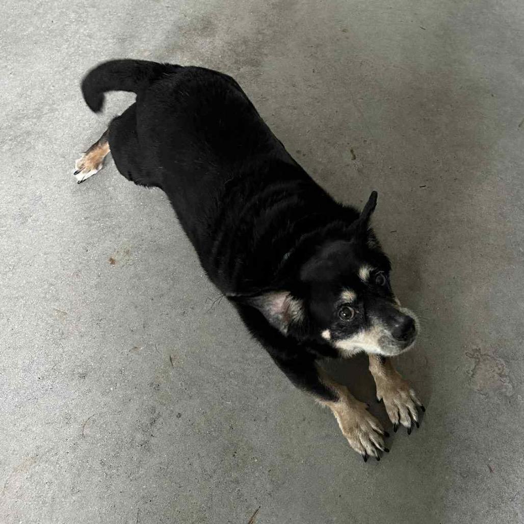 Duke Doxie thumbnail 3