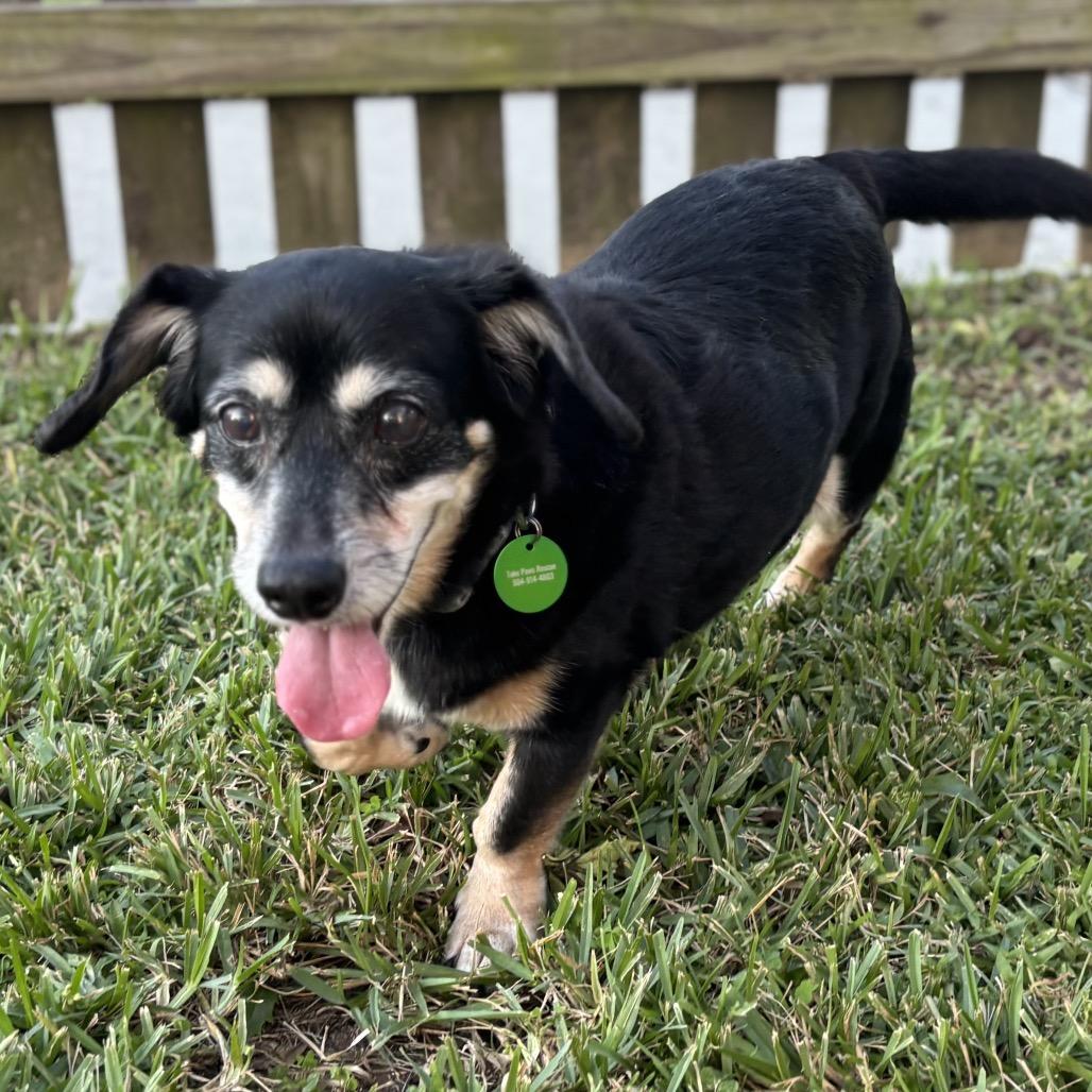 Duke Doxie