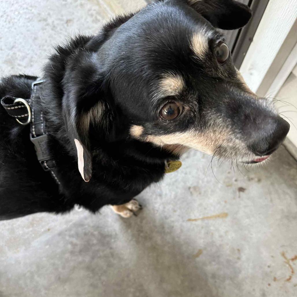 Duke Doxie thumbnail 6