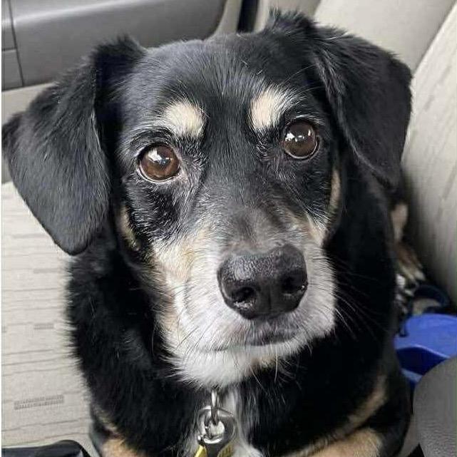 Duke Doxie thumbnail 7