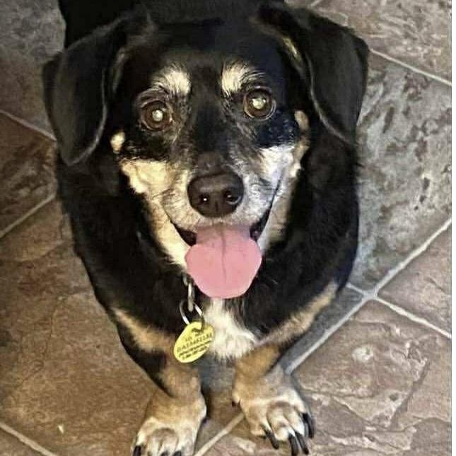 Duke Doxie thumbnail 3