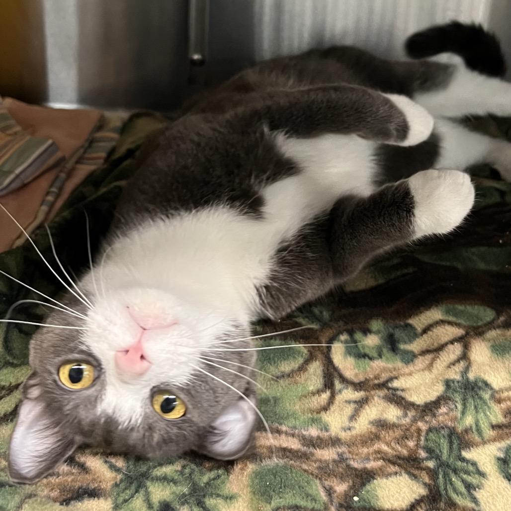 Hank, Adoptable, Young Male Domestic Short Hair.