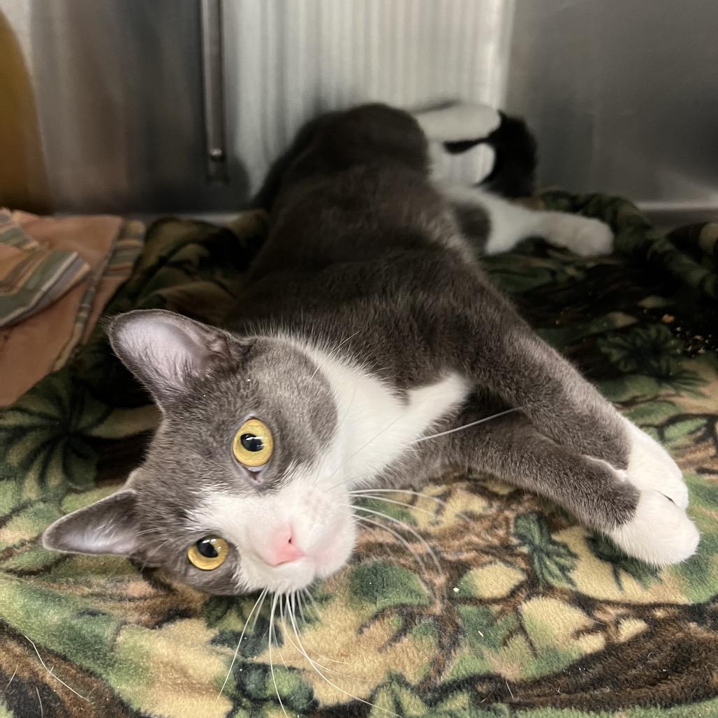 Enlarge Hank, a Adoptable Domestic Short Hair in Manhattan, KS image 2/3