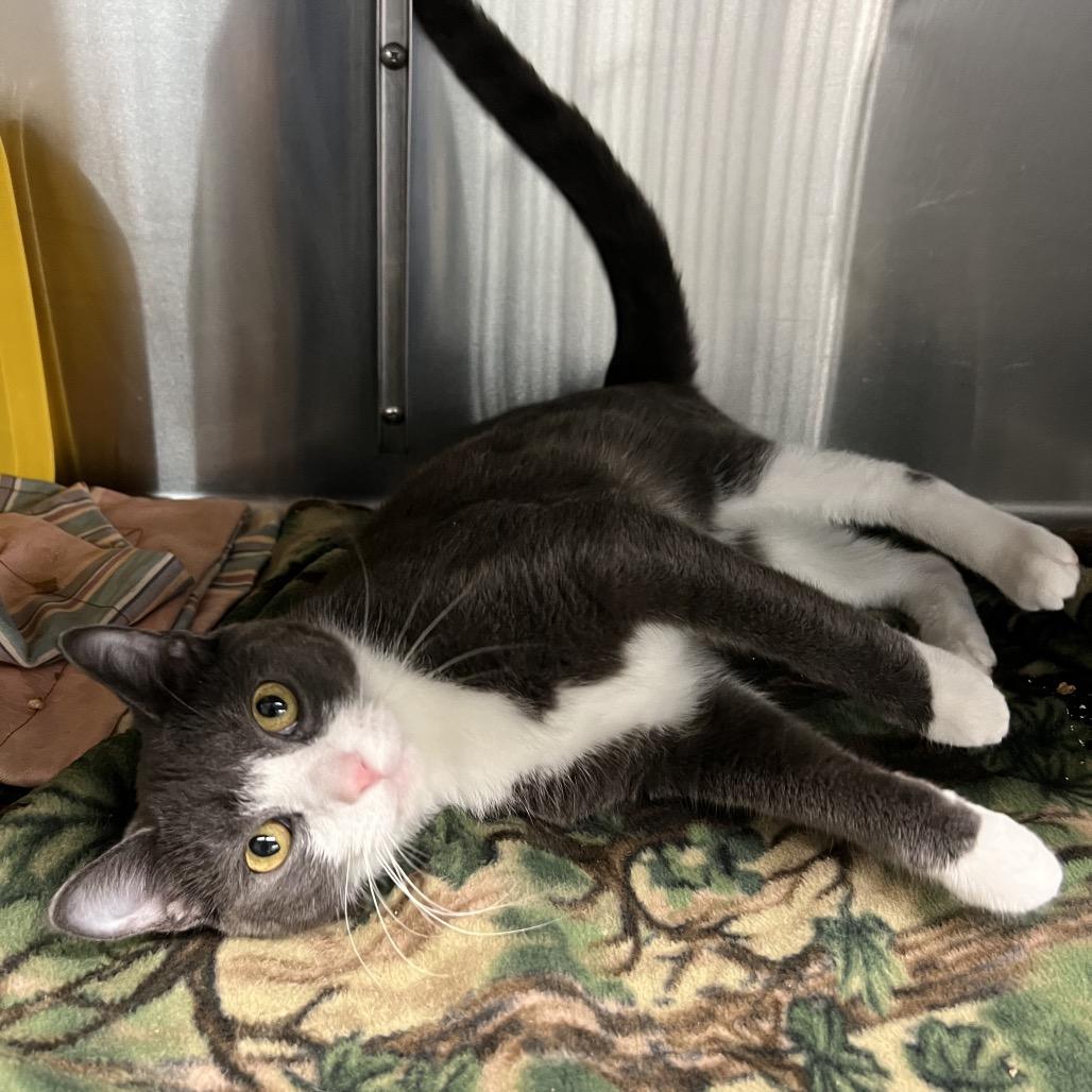 Enlarge Hank, a Adoptable Domestic Short Hair in Manhattan, KS image 3/3