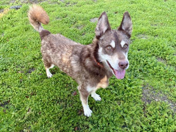 Benny, Adoptable, Adult Male Siberian Husky.