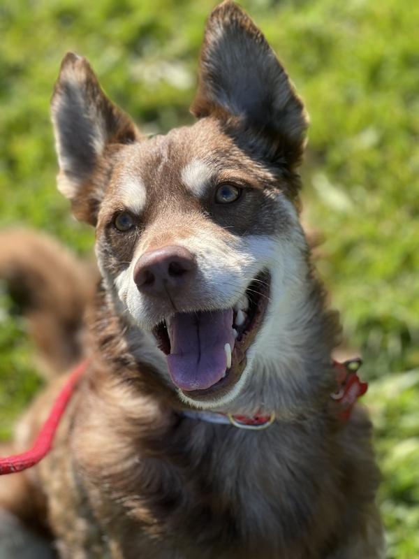 Enlarge Benny, a Adoptable mixed breed in Monterey, CA image 2/3