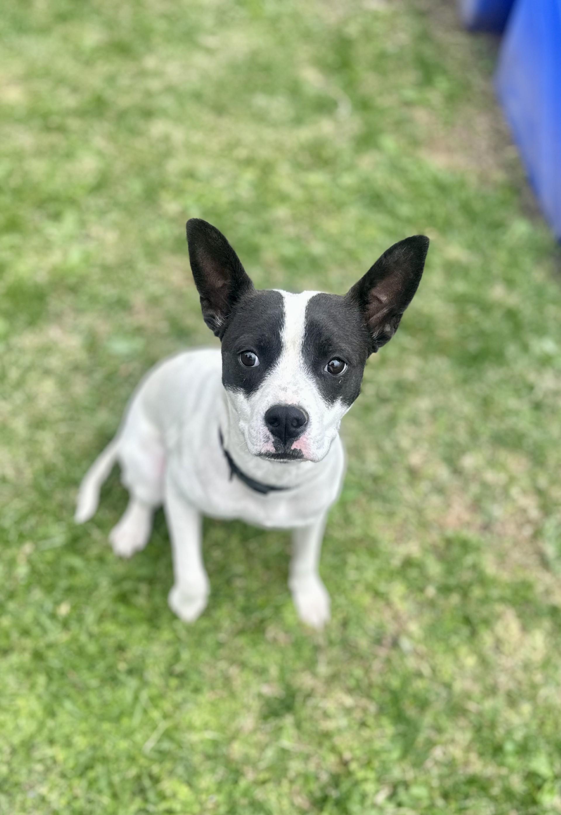 Garbanzo #4330 (515), a Adoptable mixed breed in Victorville, CA image 3/4