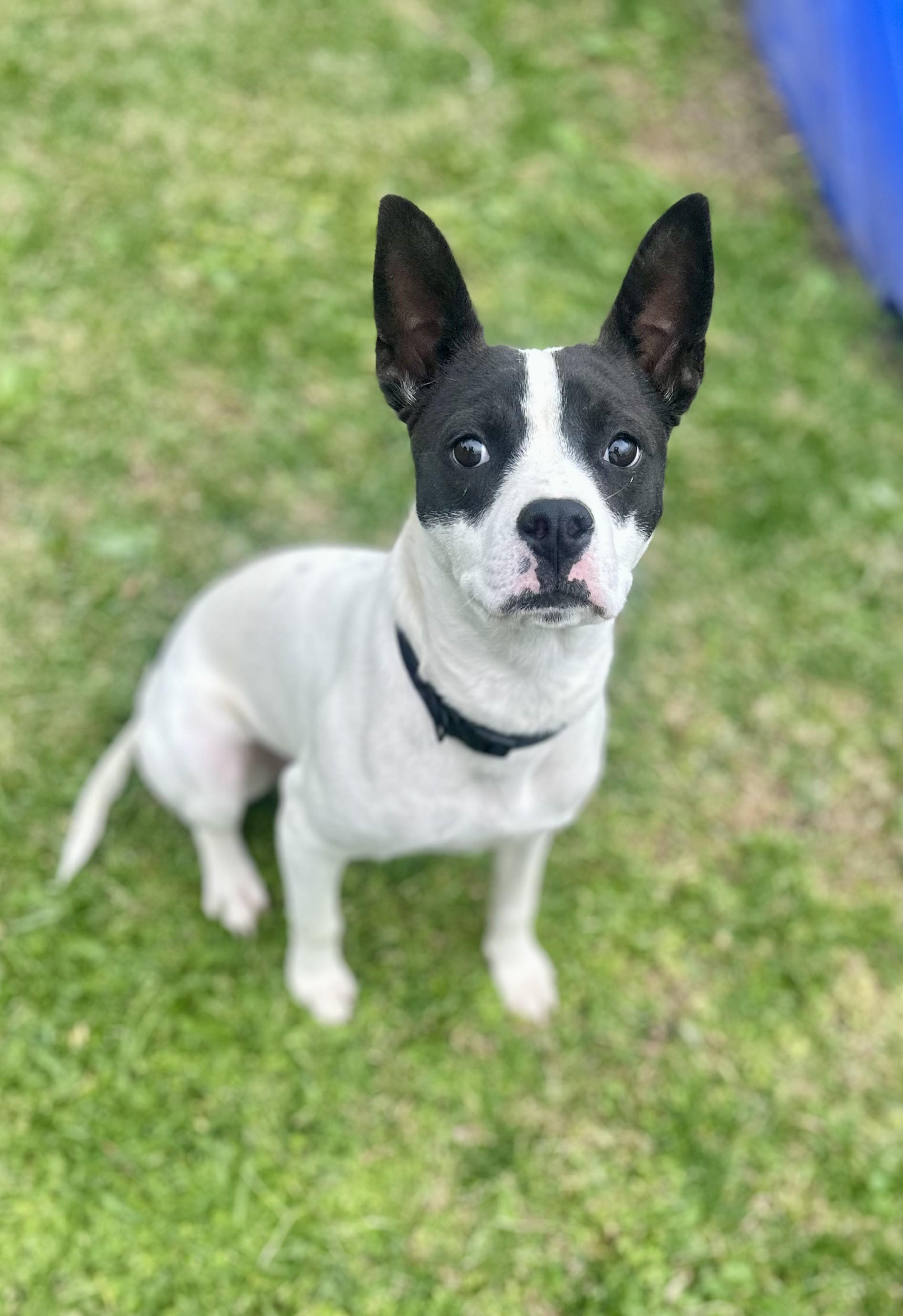 Garbanzo #4330 (515), a Adoptable mixed breed in Victorville, CA image 2/4