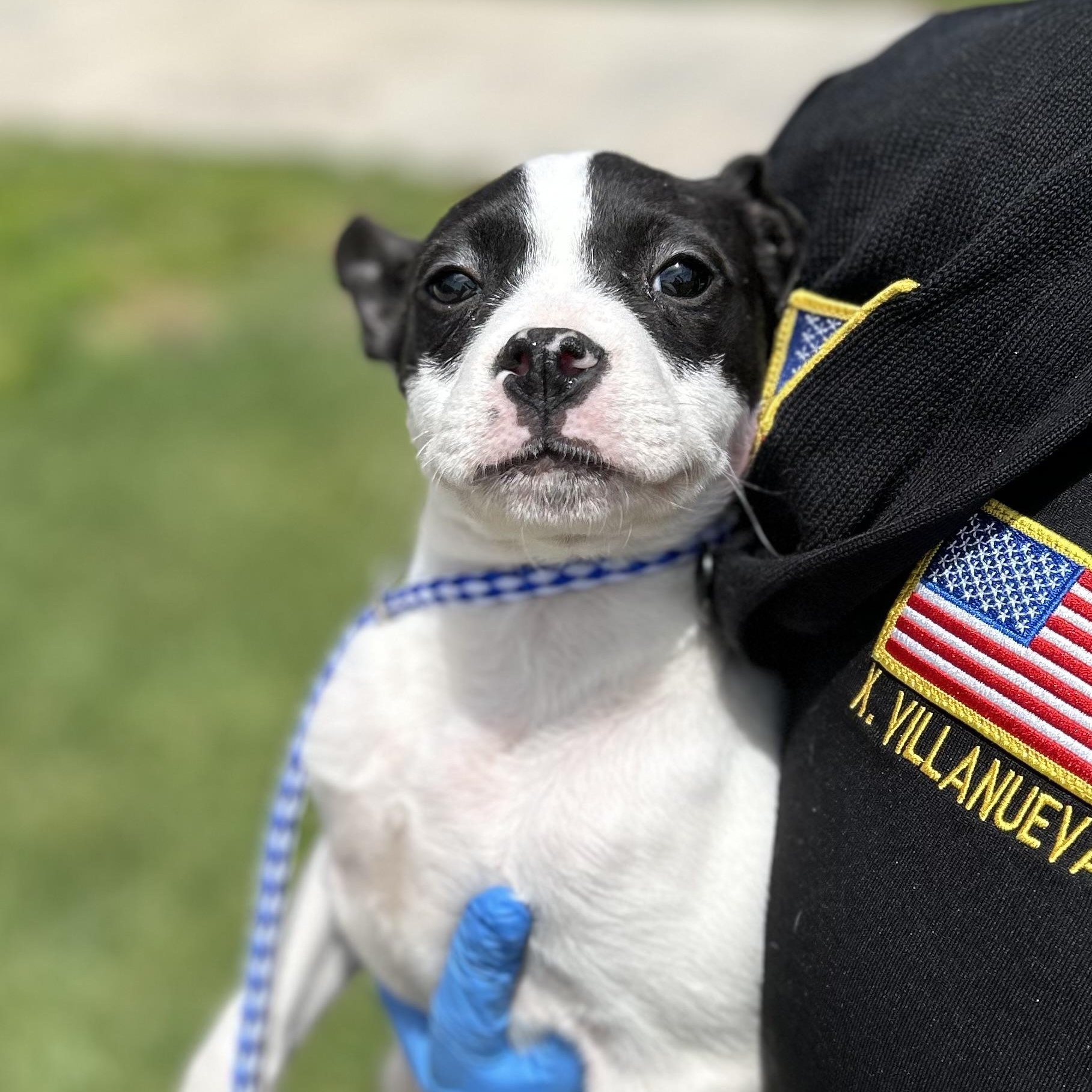Garbanzo #4330 (515), a Adoptable mixed breed in Victorville, CA image 4/4