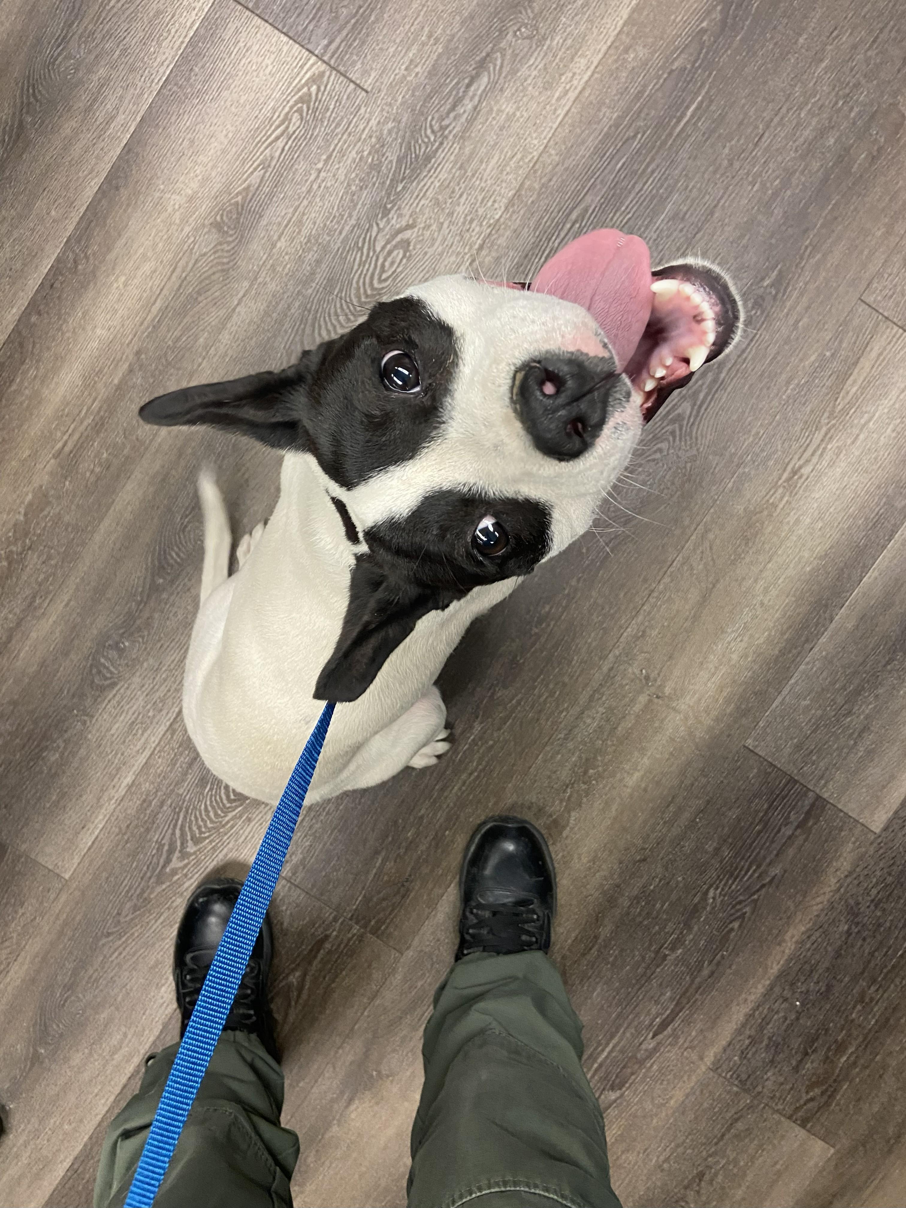 Garbanzo #4330 (515), Adoptable, Young Male Pit Bull Terrier.