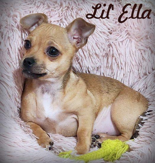 Enlarge Lil Ella, a Adoptable Chihuahua in Anaheim Hills, CA image 1/3