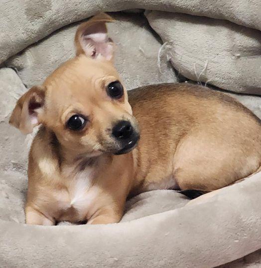 Enlarge Lil Ella, a Adoptable Chihuahua in Anaheim Hills, CA image 2/3