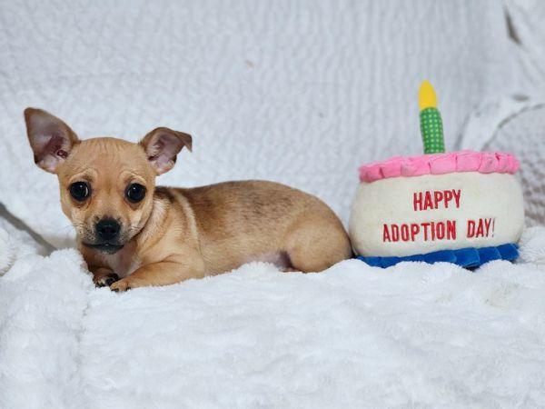 Enlarge Lil Ella, a Adoptable Chihuahua in Anaheim Hills, CA image 3/3