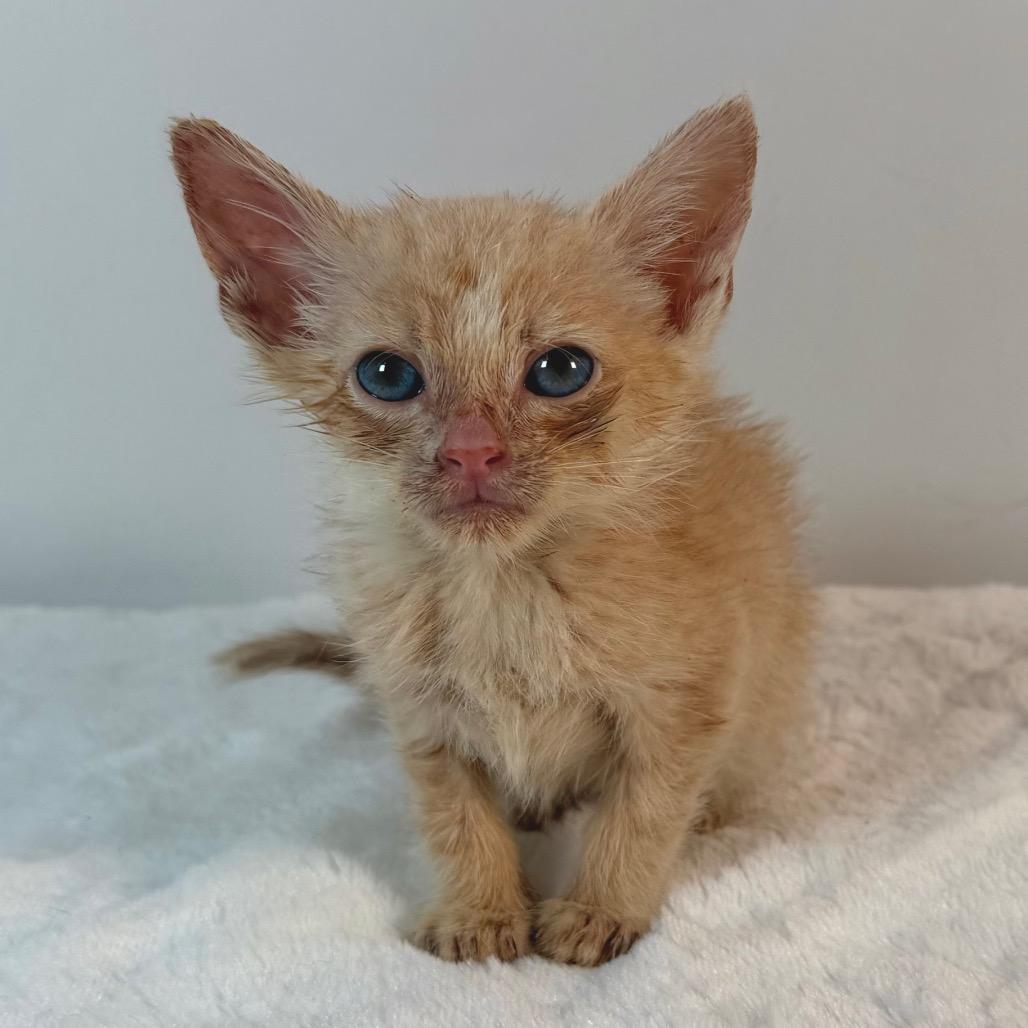 Gandalf, Adoptable, Kitten Male Domestic Short Hair.