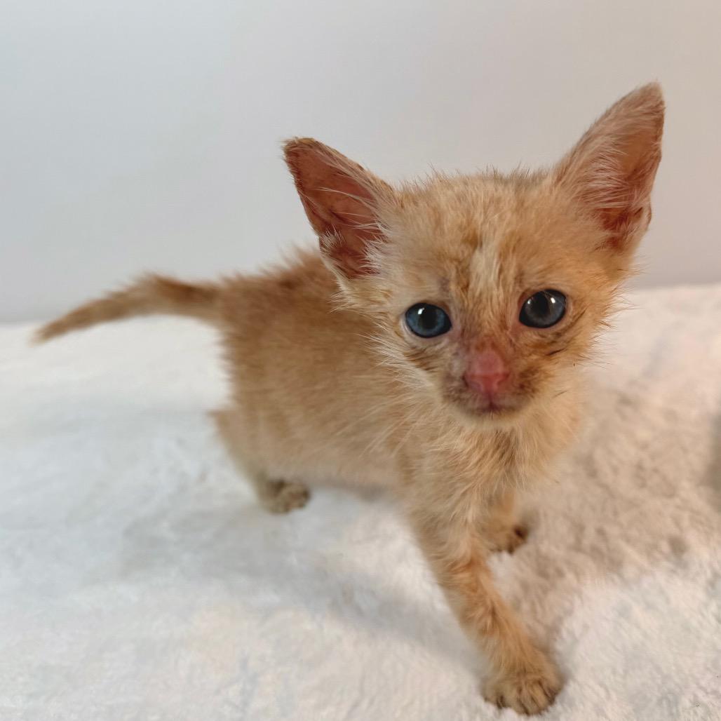 Enlarge Gandalf, a Adoptable Domestic Short Hair in Johnson City, TN image 2/4