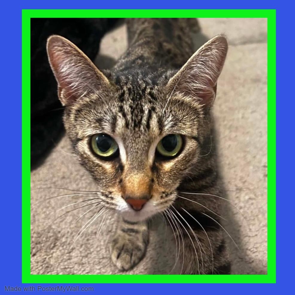 Zara Girl, Adoptable, Young Female Domestic Short Hair & Tabby.