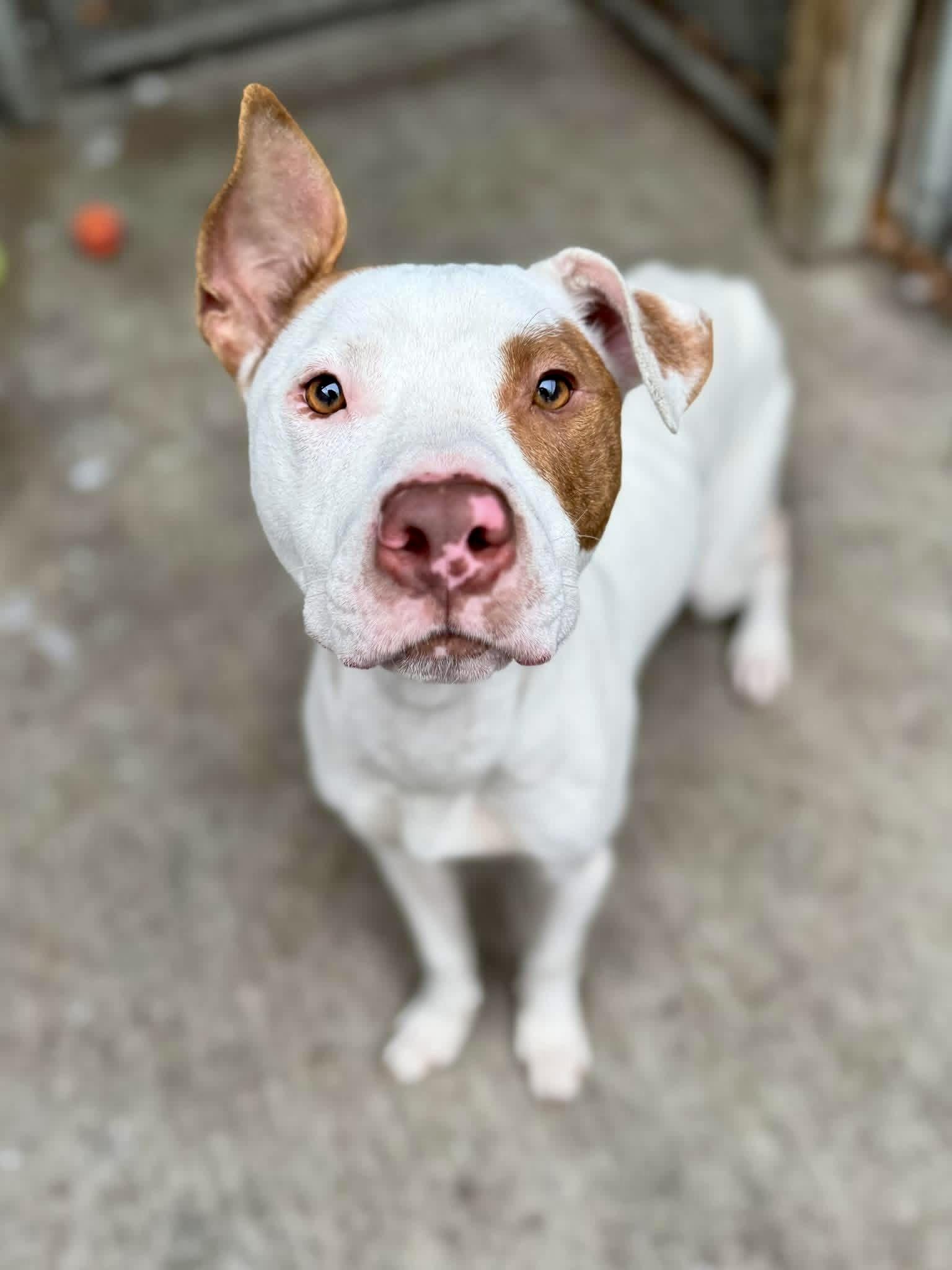 Rascal, ADOPTABLE, Adult Male Pit Bull Terrier.