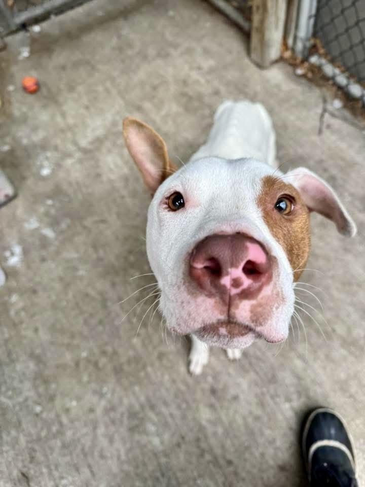 Rascal, a ADOPTABLE Pit Bull Terrier in Chicago, IL image 2/5