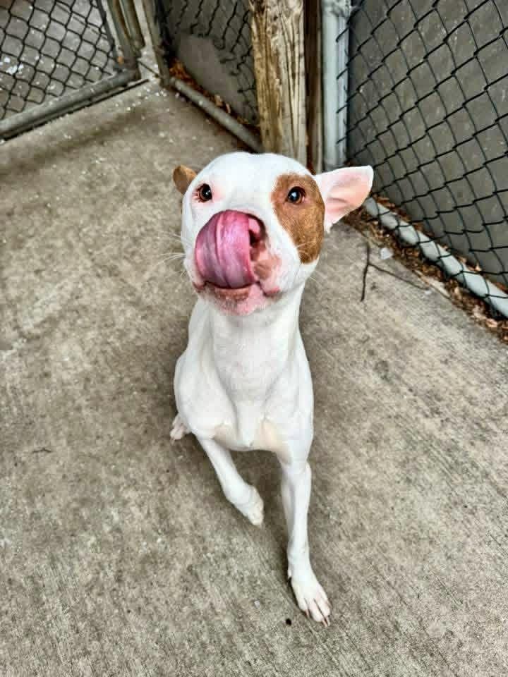 Rascal, a ADOPTABLE Pit Bull Terrier in Chicago, IL image 3/5
