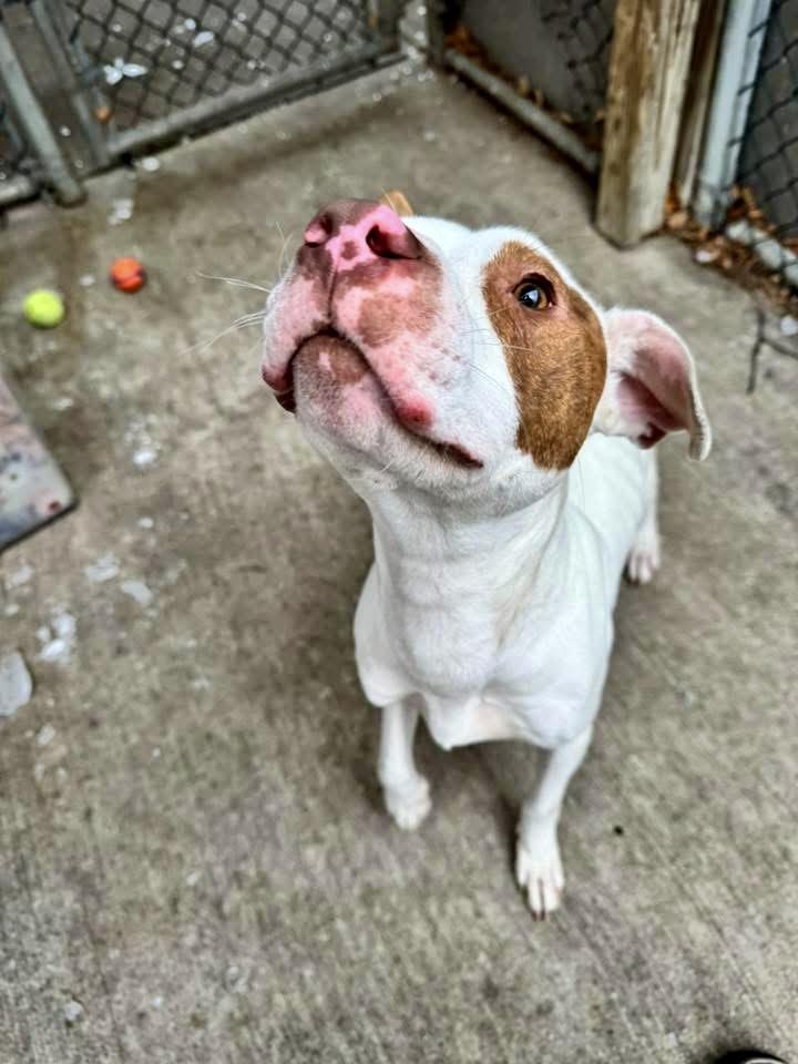 Rascal, a ADOPTABLE Pit Bull Terrier in Chicago, IL image 4/5