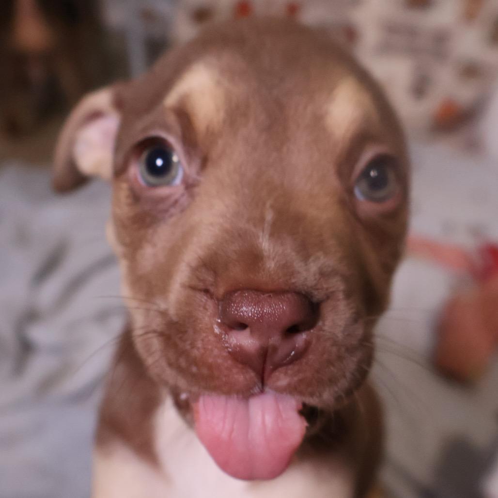 Enlarge Spud, a Adoptable mixed breed in Avon, OH image 3/3