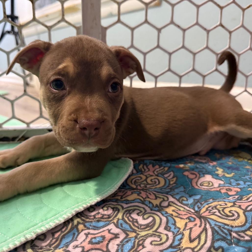 Enlarge Spud, a Adoptable mixed breed in Avon, OH image 1/3