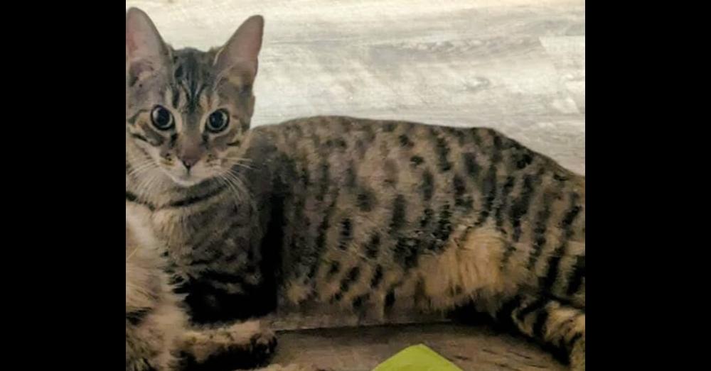 Debbie, Adoptable, Kitten Female Domestic Short Hair.