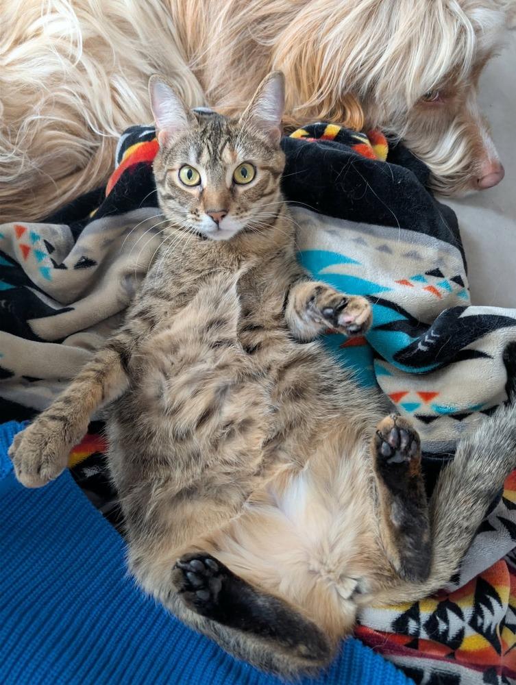 Debbie, Adoptable, Kitten Female Domestic Short Hair.