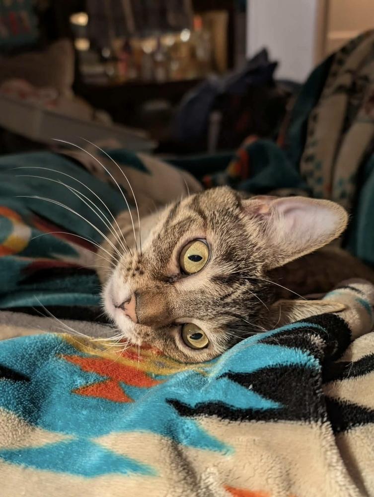 Enlarge Debbie, a Adoptable mixed breed in Groveland, MA image 3/6