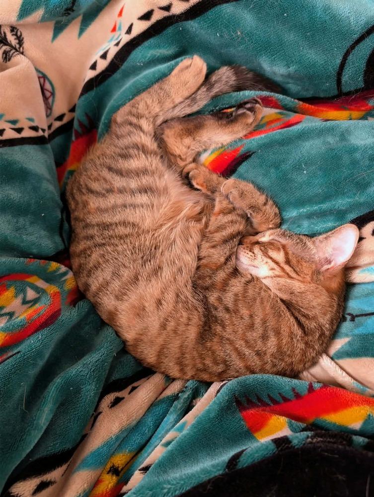 Enlarge Debbie, a Adoptable mixed breed in Groveland, MA image 4/6