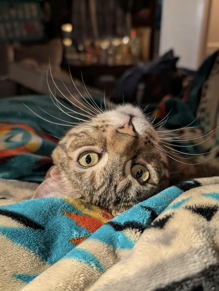 Enlarge Debbie, a Adoptable mixed breed in Groveland, MA image 5/6