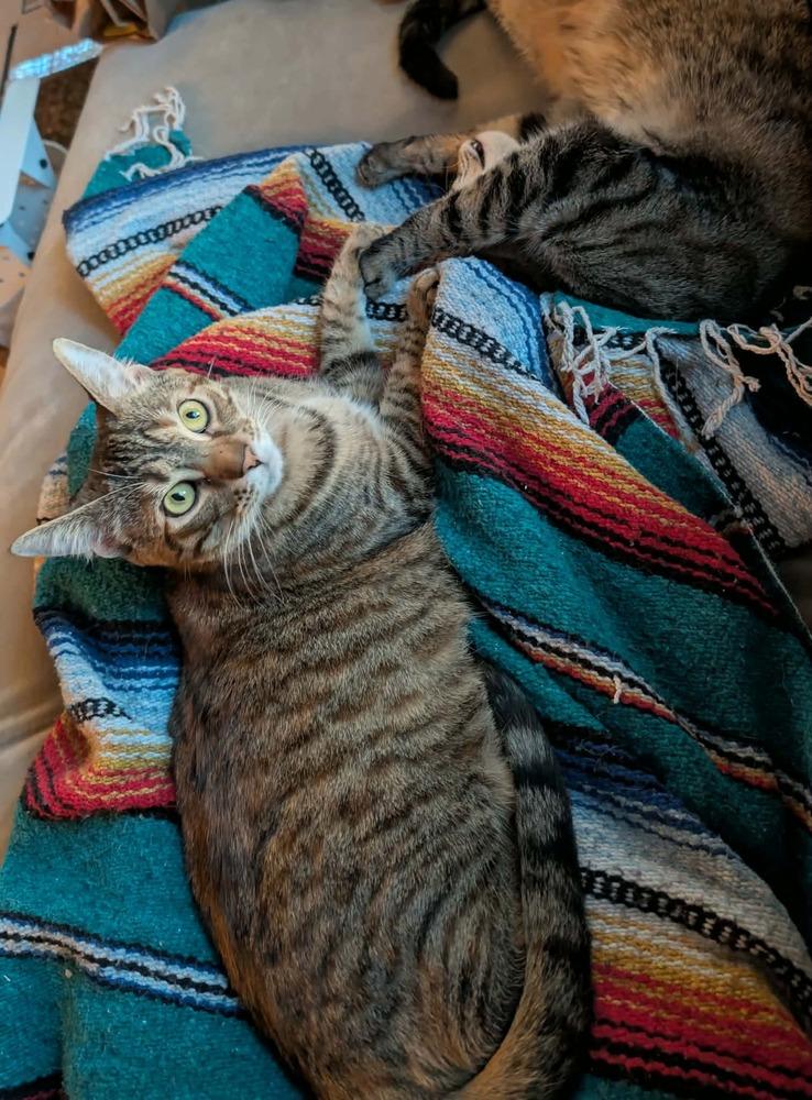 Enlarge Debbie, a Adoptable mixed breed in Groveland, MA image 5/6