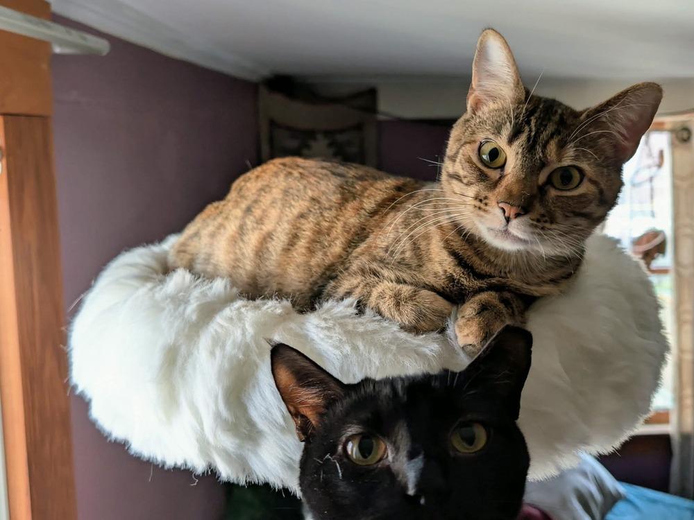 Enlarge Debbie, a Adoptable mixed breed in Groveland, MA image 6/6