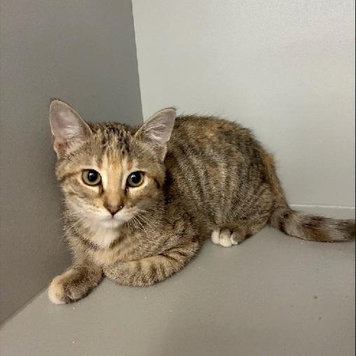Enlarge Cloud, a Adoptable Domestic Short Hair in Nevada, MO image 1/1
