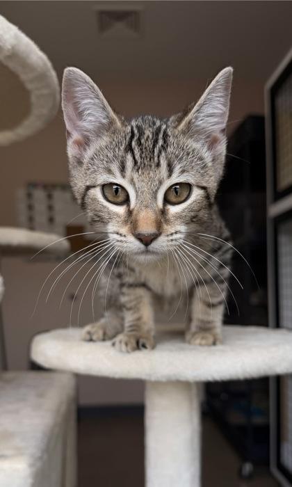26-312 Melo, Adoptable, Kitten Male Domestic Short Hair & Domestic Short Hair.