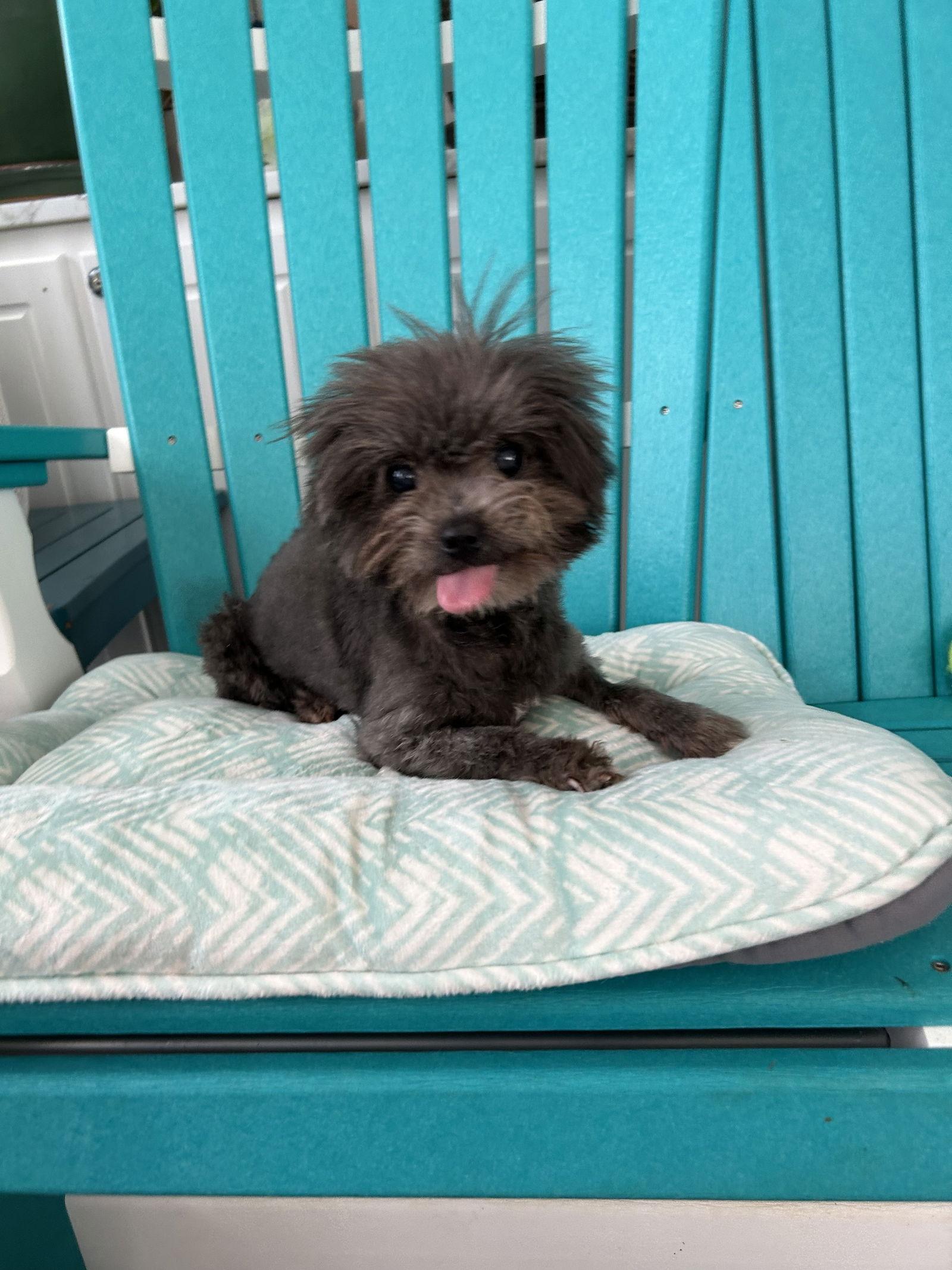 Enlarge Gabby May 25 - In Foster in Rocky Mount, NC, a Adoptable Yorkshire Terrier in Pacolet, SC image 1/3