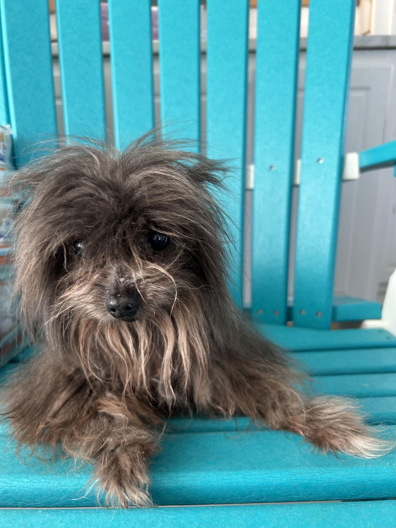 Enlarge Gabby May 25 - In Foster in Rocky Mount, NC, a Adoptable Yorkshire Terrier in Pacolet, SC image 1/3