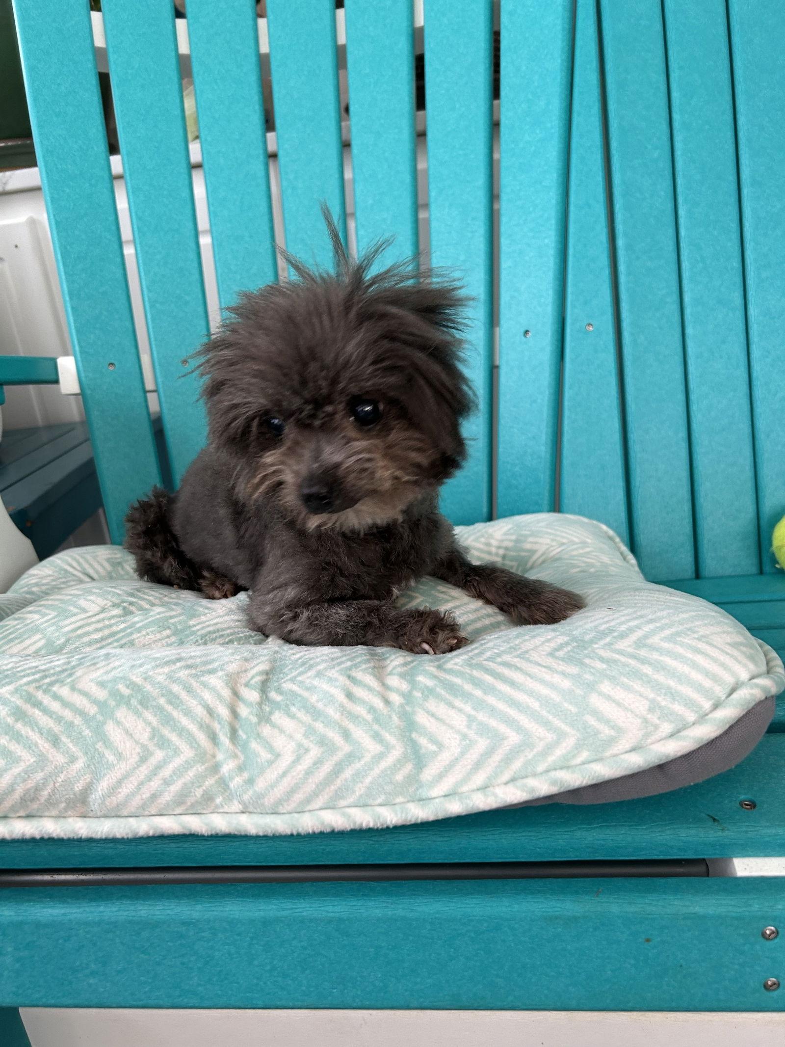 Enlarge Gabby May 25 - In Foster in Rocky Mount, NC, a Adoptable Yorkshire Terrier in Pacolet, SC image 2/3