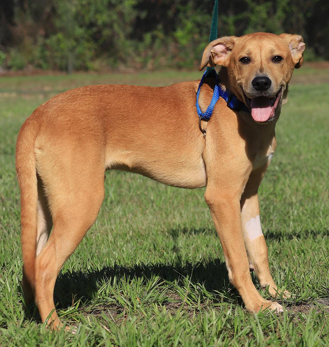 Enlarge Jareth, a Adoptable mixed breed in North Fort Myers, FL image 2/5