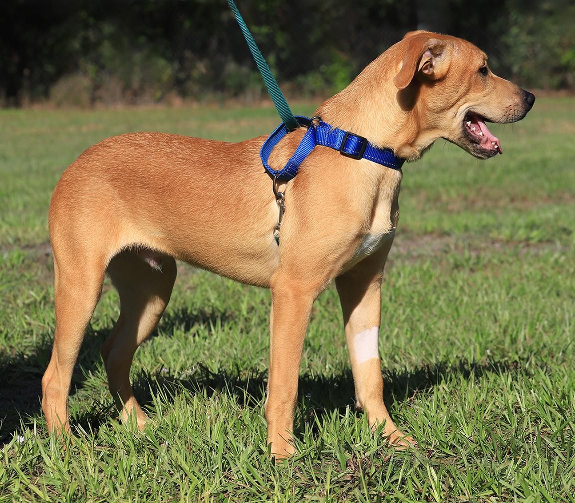 Enlarge Jareth, a Adoptable mixed breed in North Fort Myers, FL image 5/5