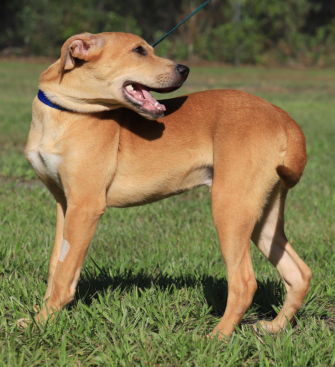 Enlarge Jareth, a Adoptable mixed breed in North Fort Myers, FL image 4/5