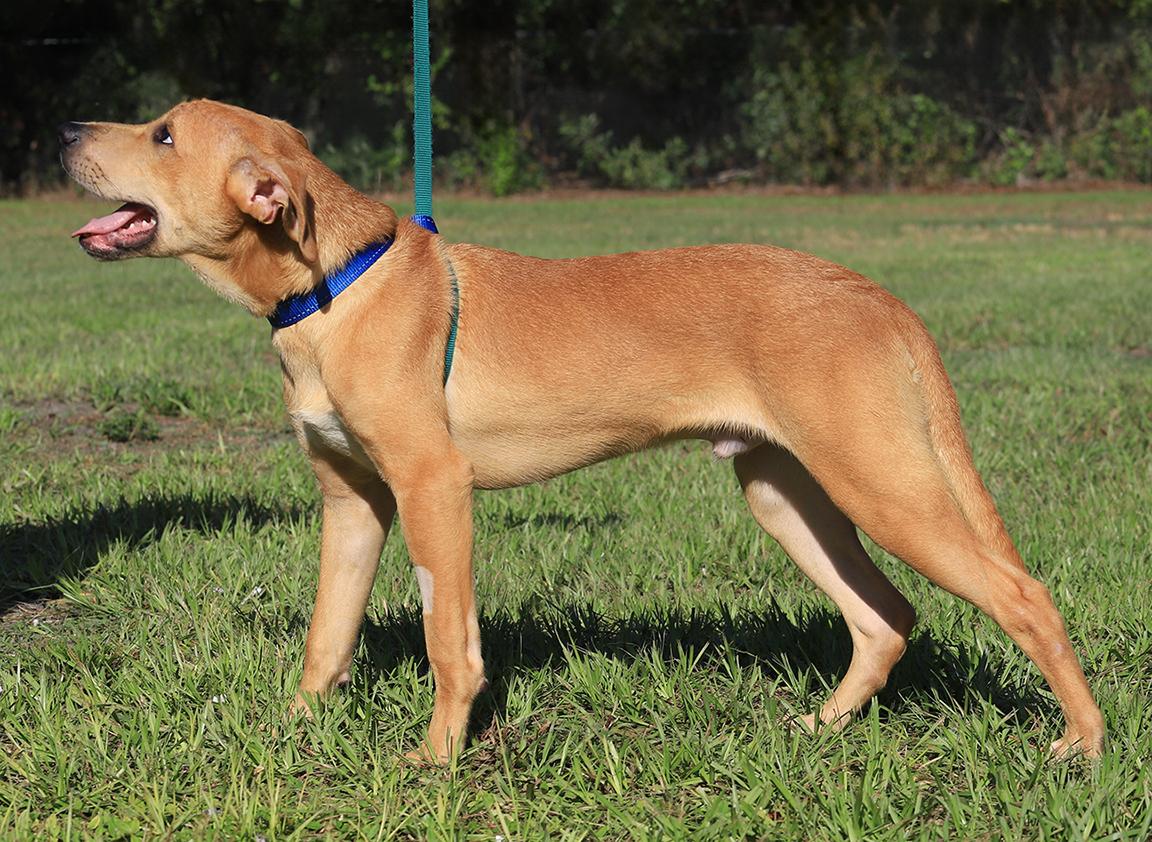 Enlarge Jareth, a Adoptable mixed breed in North Fort Myers, FL image 3/5