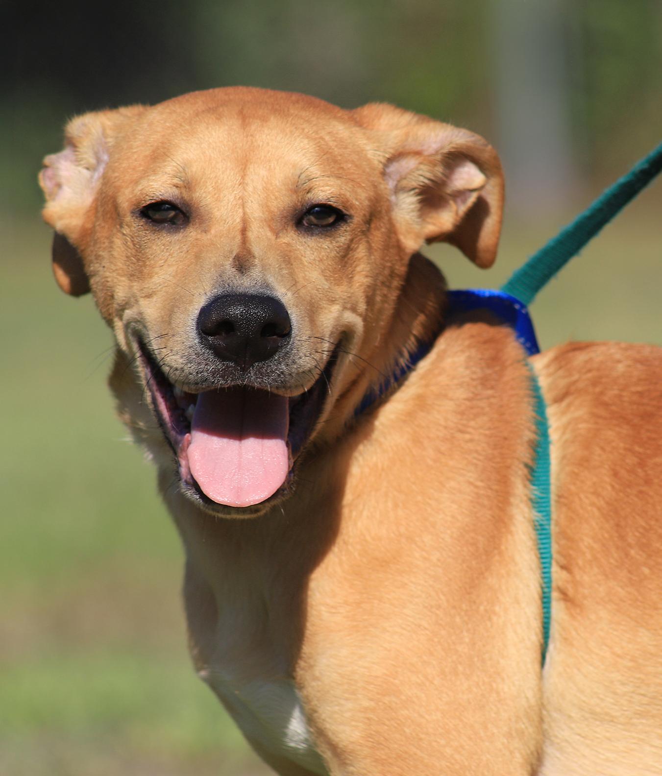 Jareth, Adoptable, Puppy Male Labrador Retriever & Black Mouth Cur.