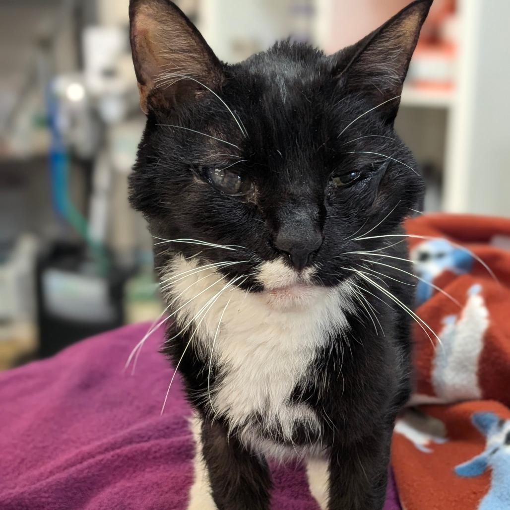 Enlarge Valentine, a Adoptable Domestic Short Hair in Houston, TX image 1/1