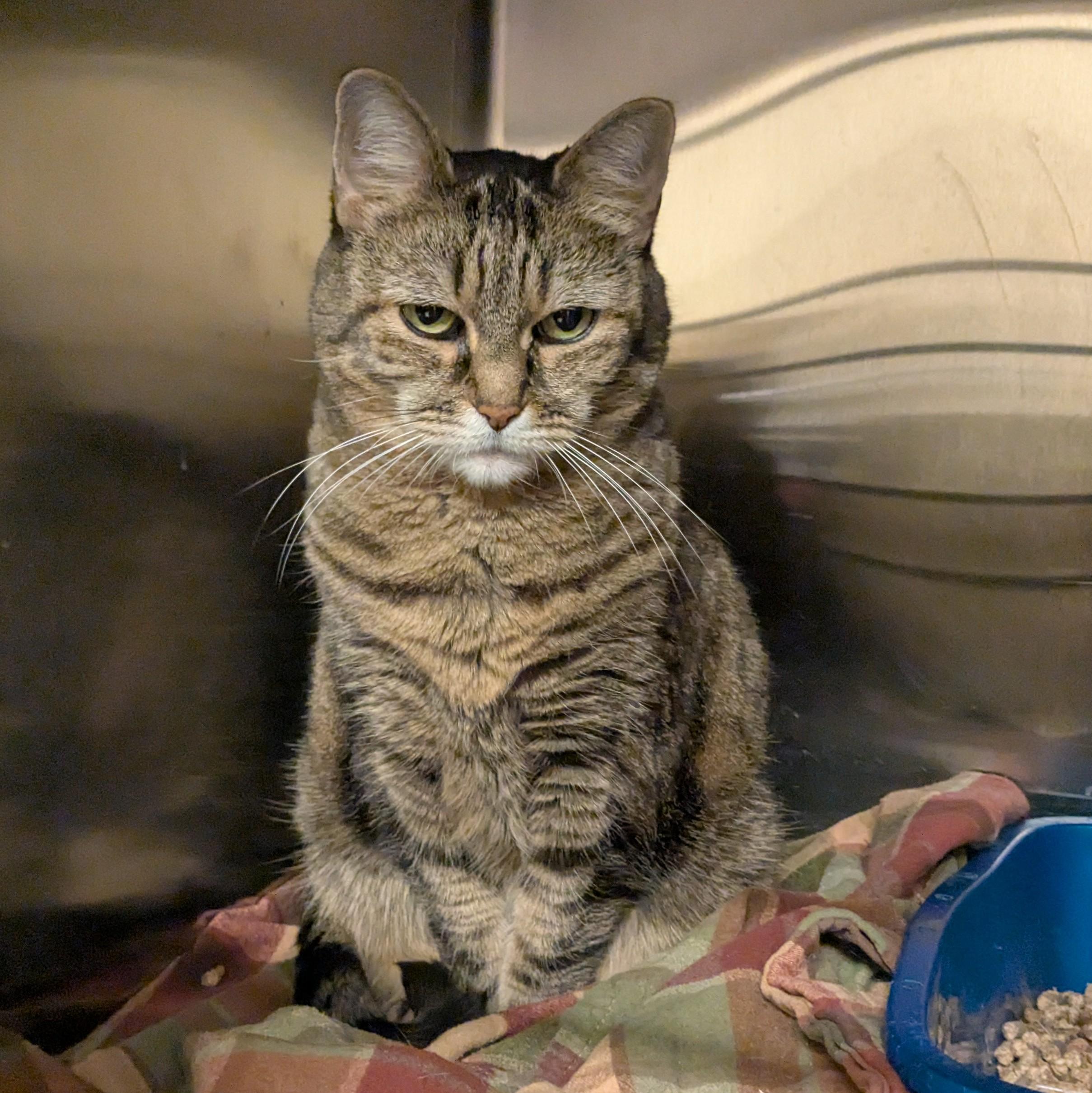 Shere Khan, a ADOPTABLE Domestic Short Hair in Worcester, MA image 1/2