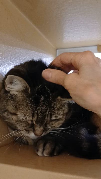 Enlarge Shere Khan, a ADOPTABLE Domestic Short Hair in Worcester, MA video 2/2